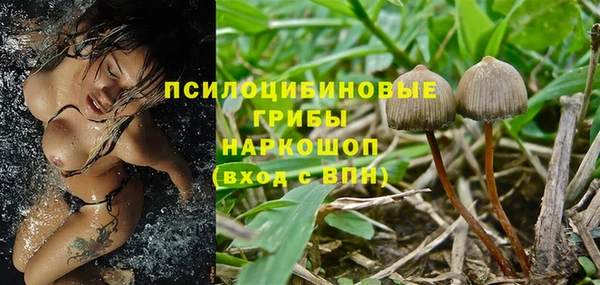 PSILOCYBIN Бородино