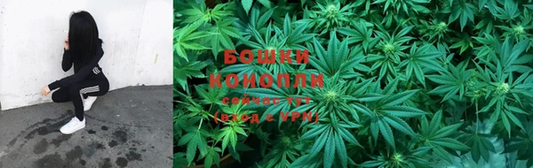 PSILOCYBIN Бородино
