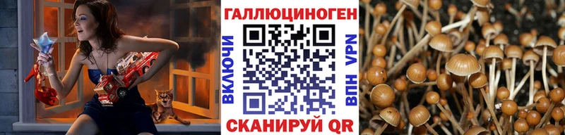 Псилоцибиновые грибы Cubensis Верея